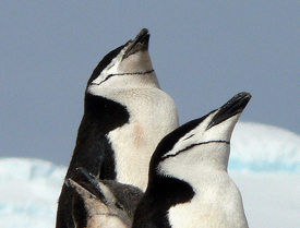 Chinstrap penguins Half Moon Bay Antarctica